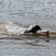 An Araguaian river dolphin in Cantão State Park, Brazil